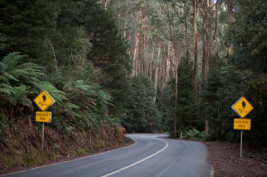 © Instinia | Dreamstime.com - Curved Road With Two Road Signs, Journey Photo 
